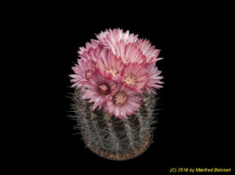 Eriosyce crispa subsp. totoralensis 1568
